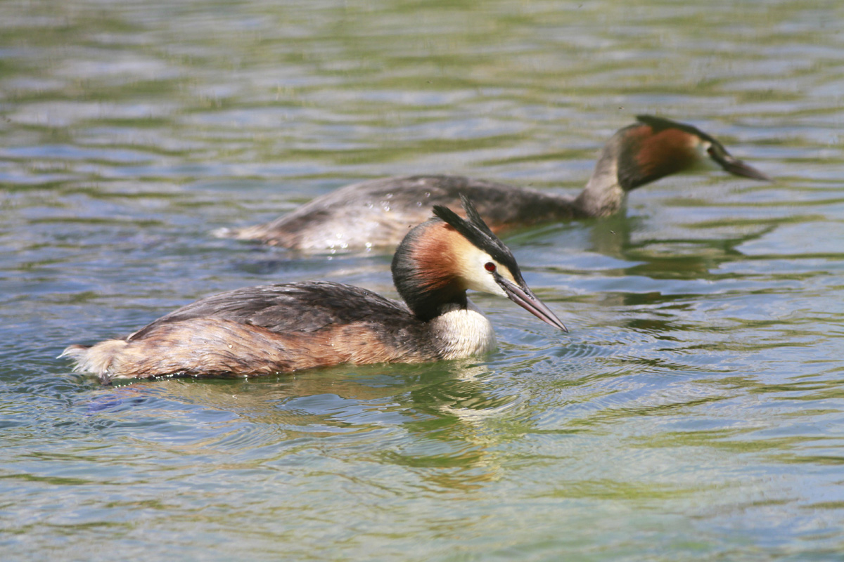 Great Crested Grebe