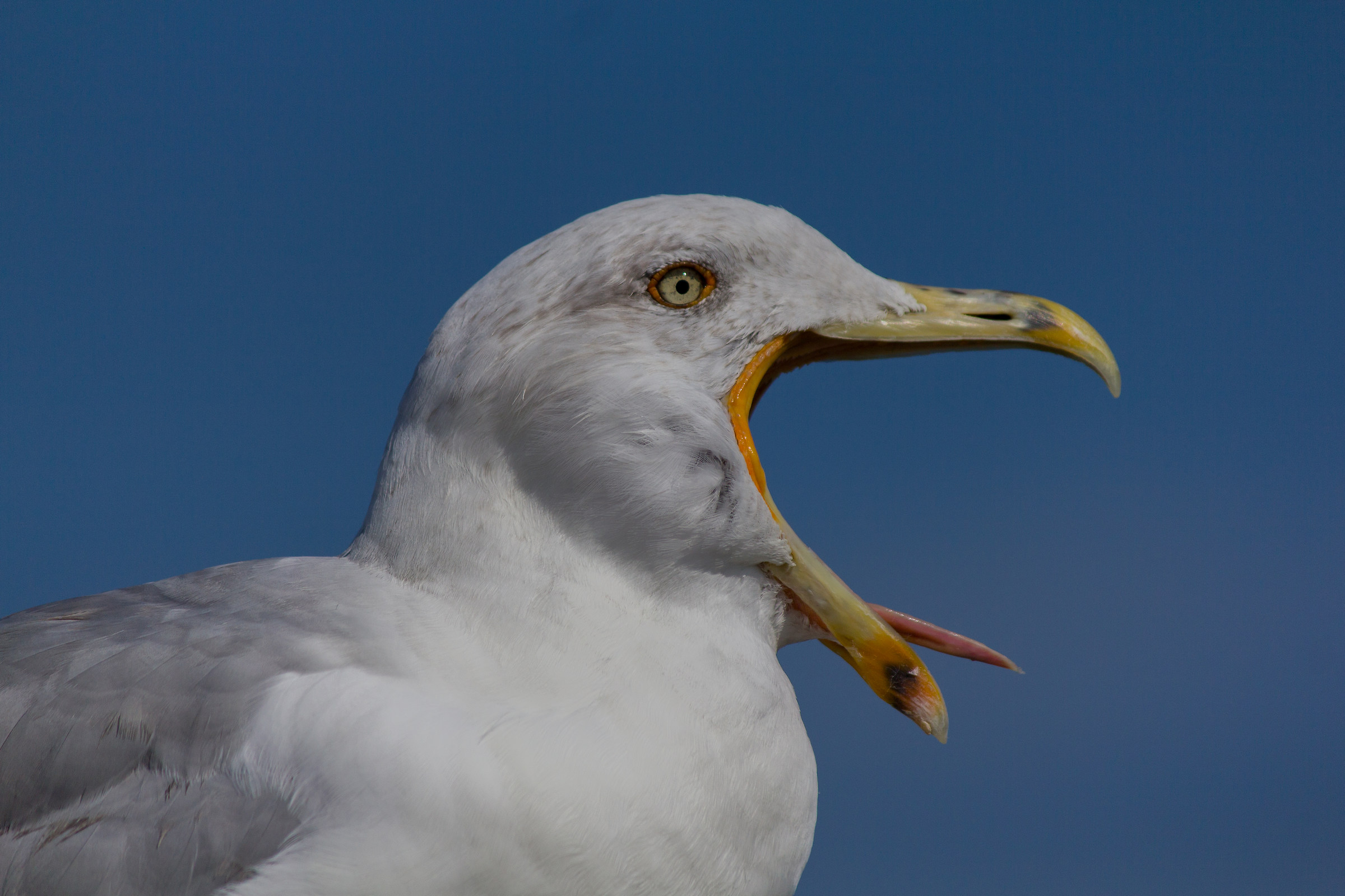 grow up I want to do the albatross howler