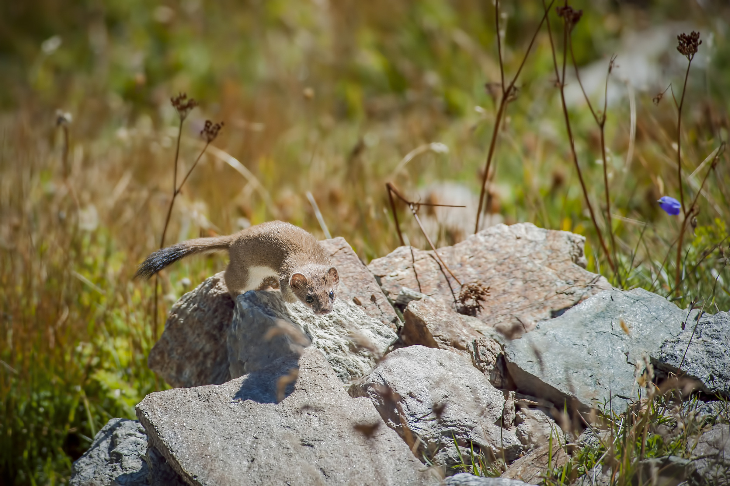 Fai un salto, fanne un altro...