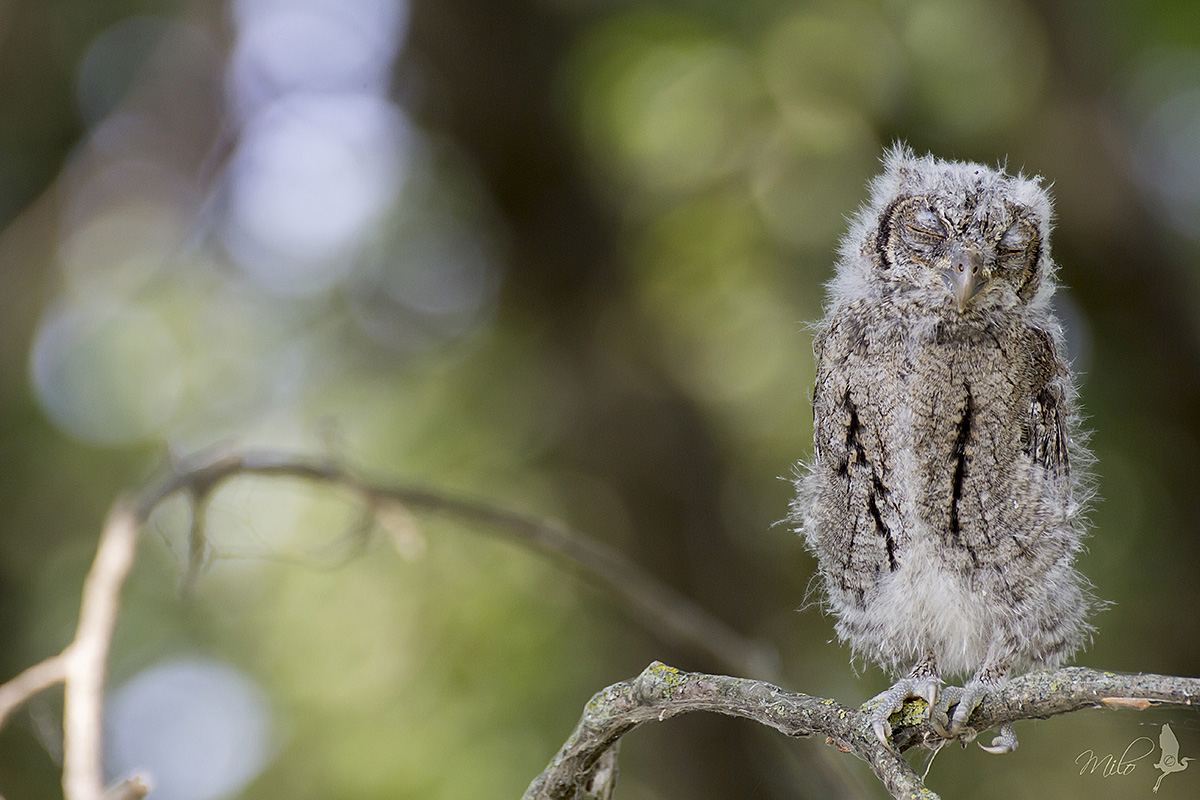 Young horned owl