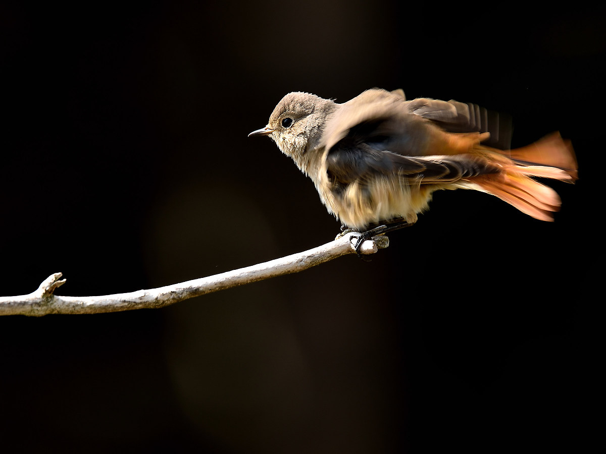The drying of the Redstart