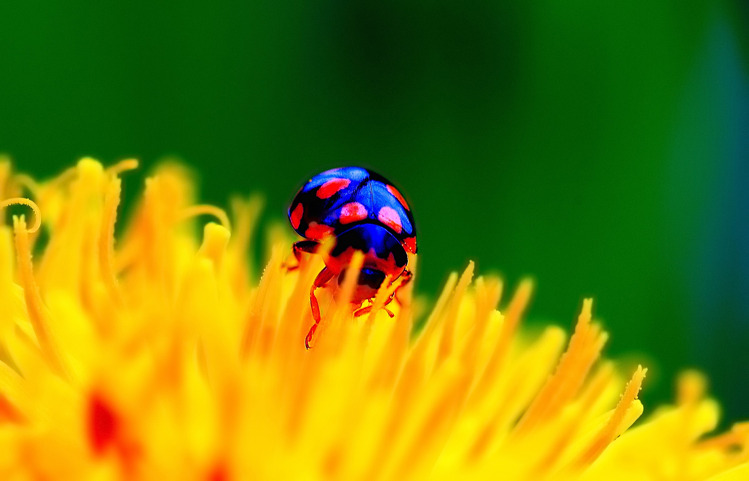 coccinella 1
