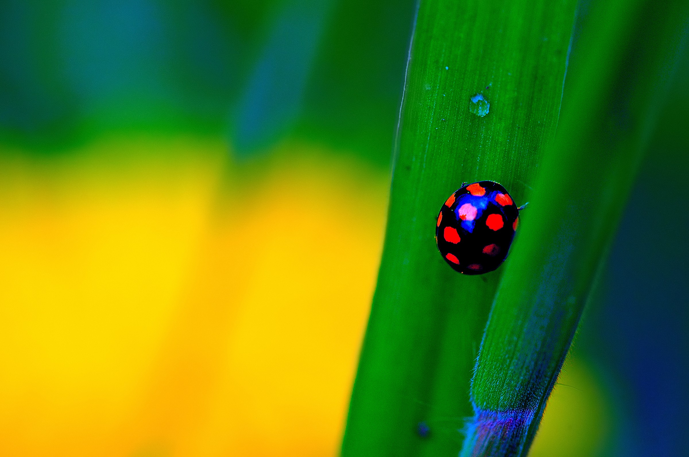 Coccinula quatuordecimpustulata