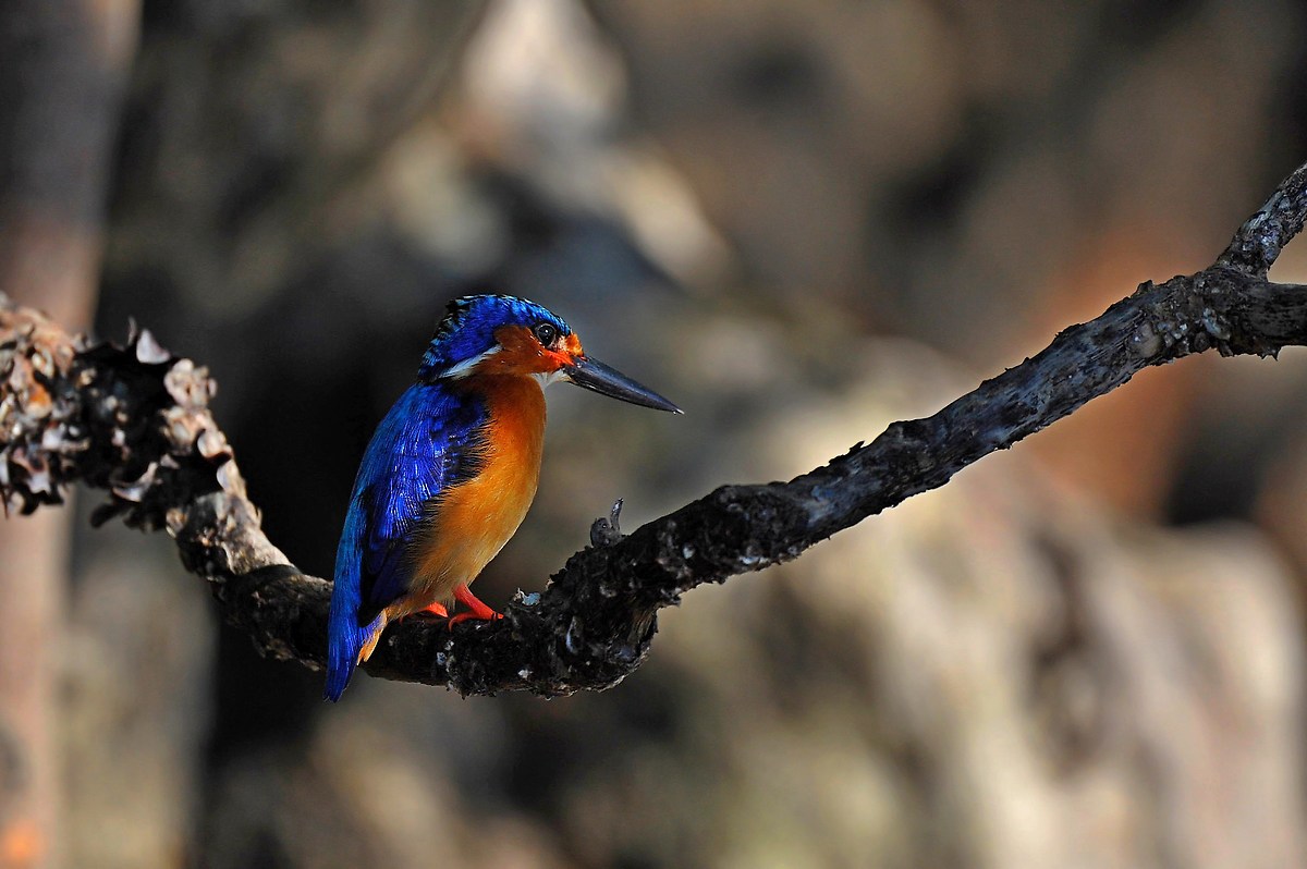 Malachite delle mangrovie