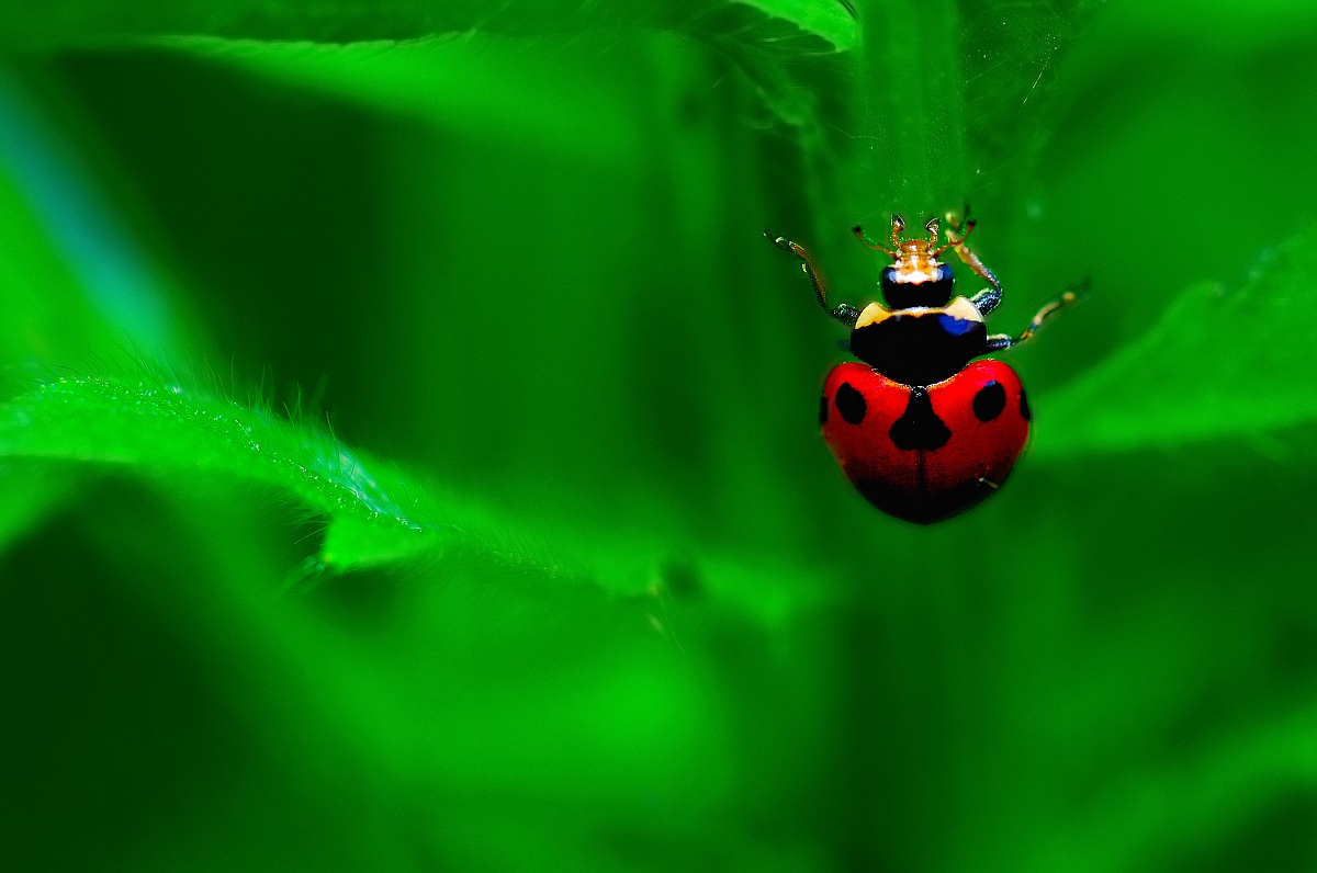 coccinella 3