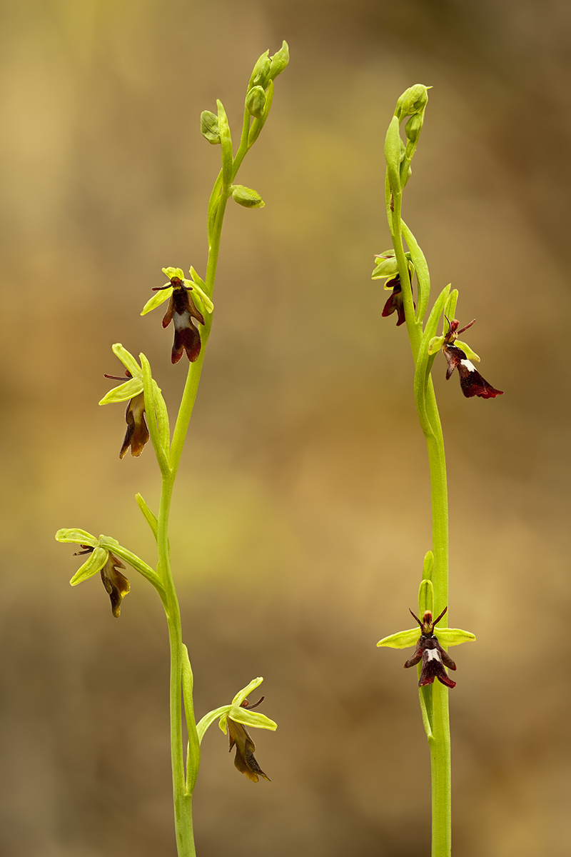 Ophrys insectifera