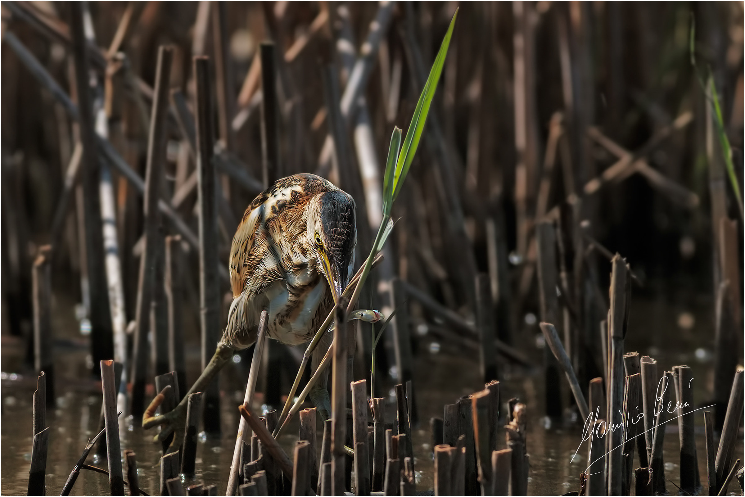 Bittern lunch