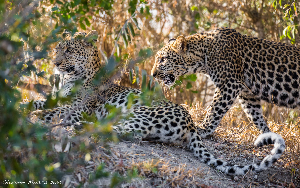 Mother leopard and her cub (ne)