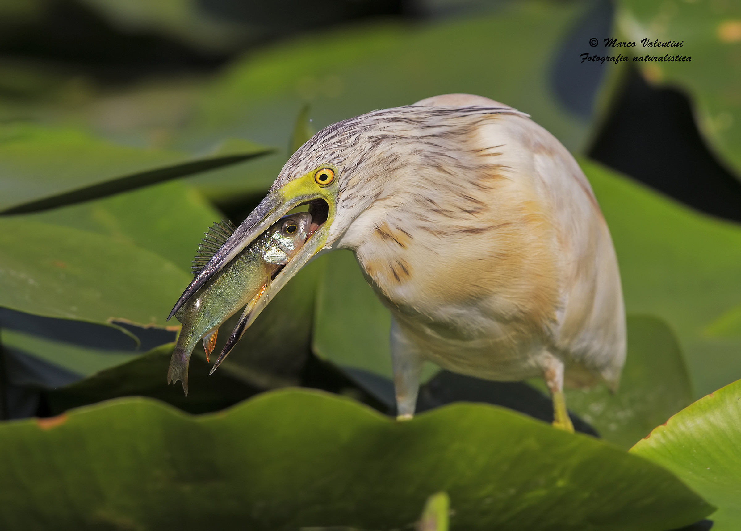 Il destino del persico