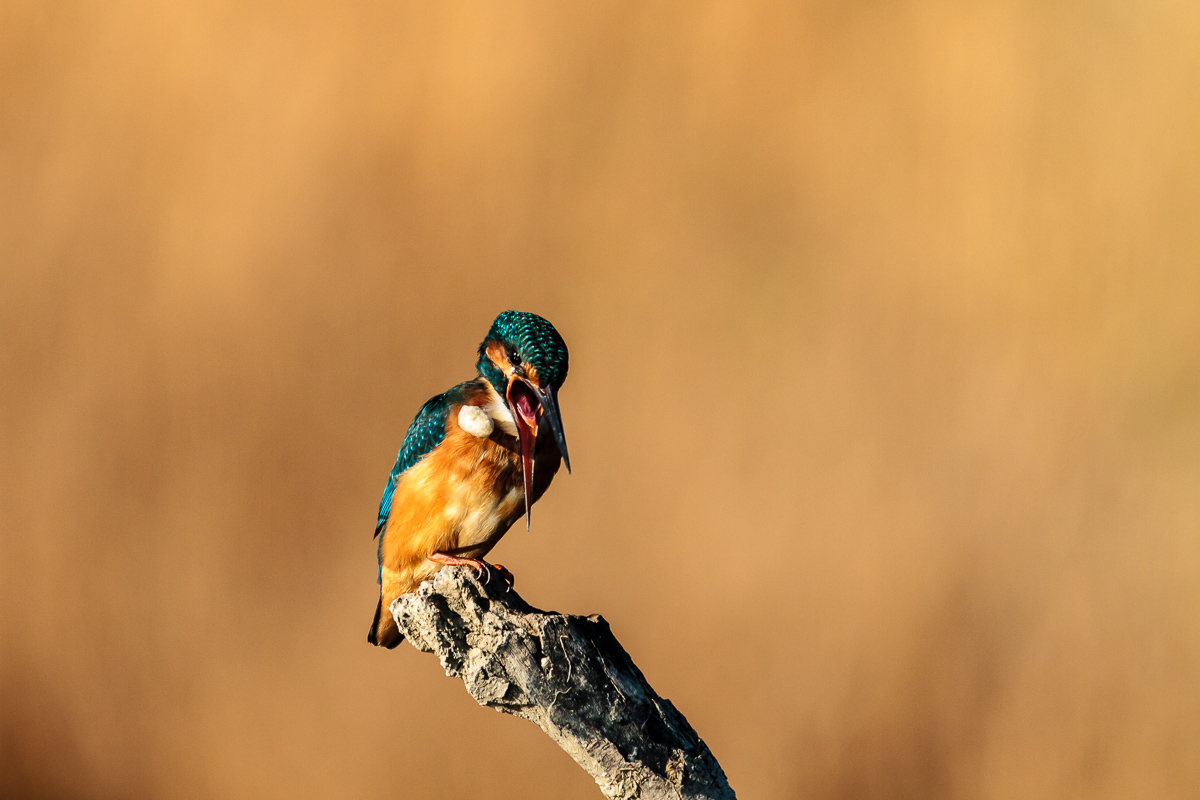 martin pescatore con borra