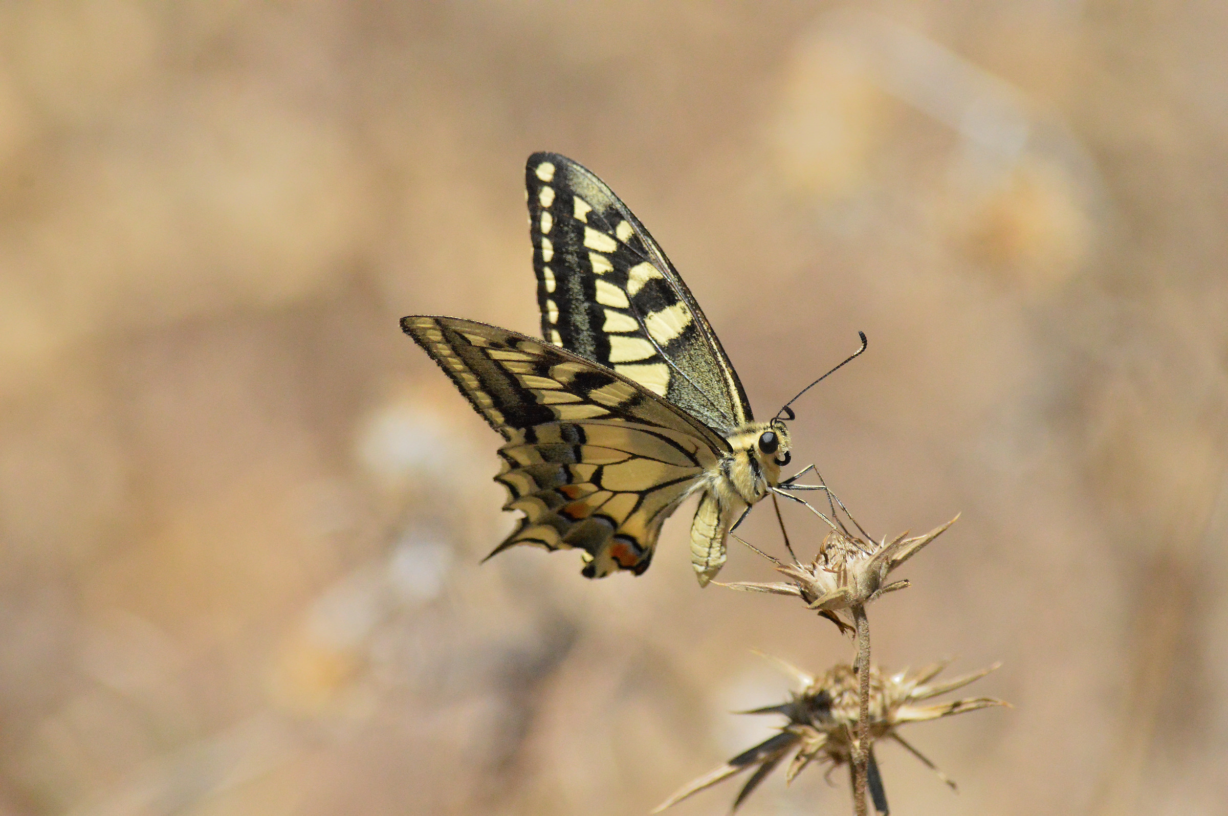 Swallowtail - Papilio machaon
