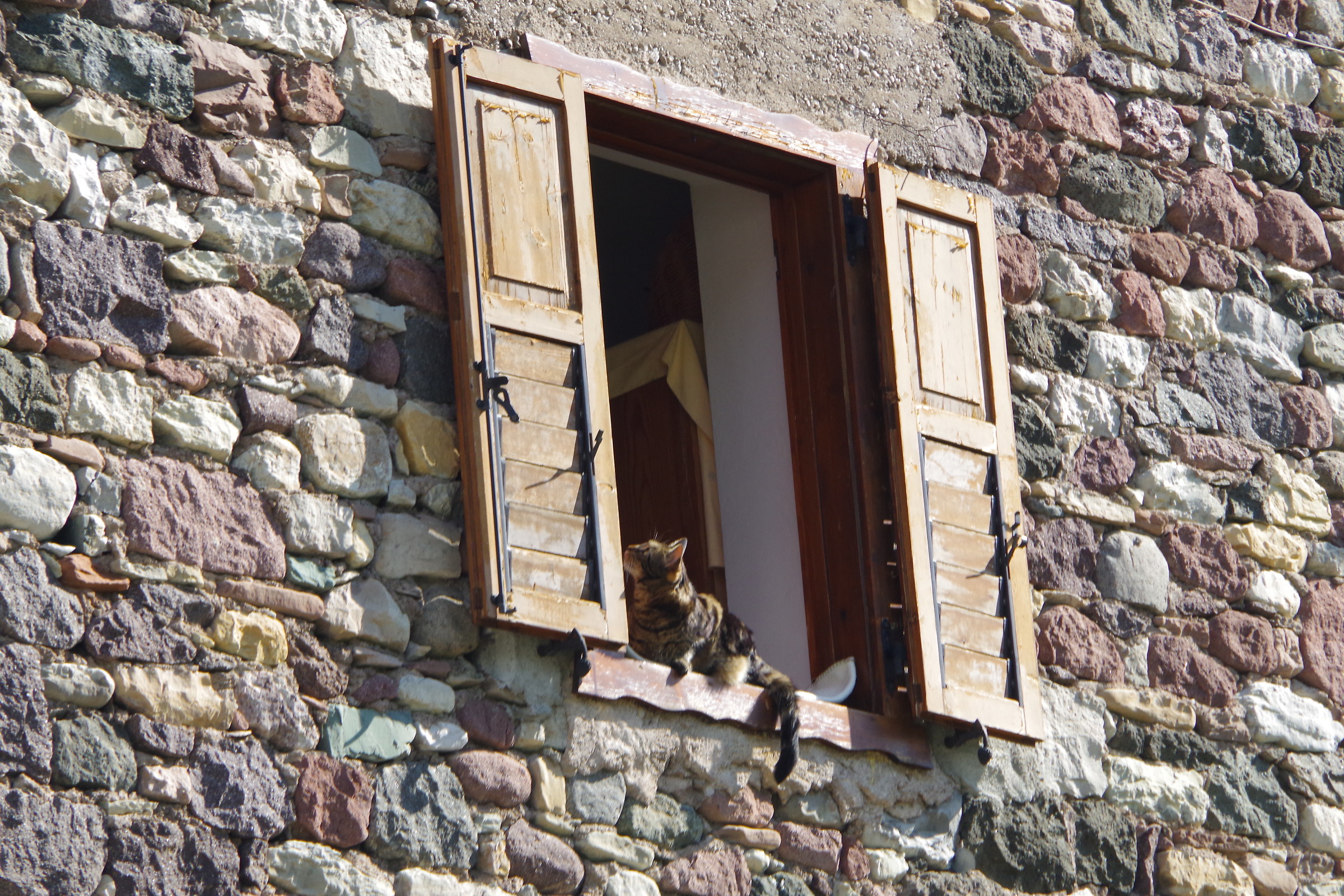 Il micio alla finestra