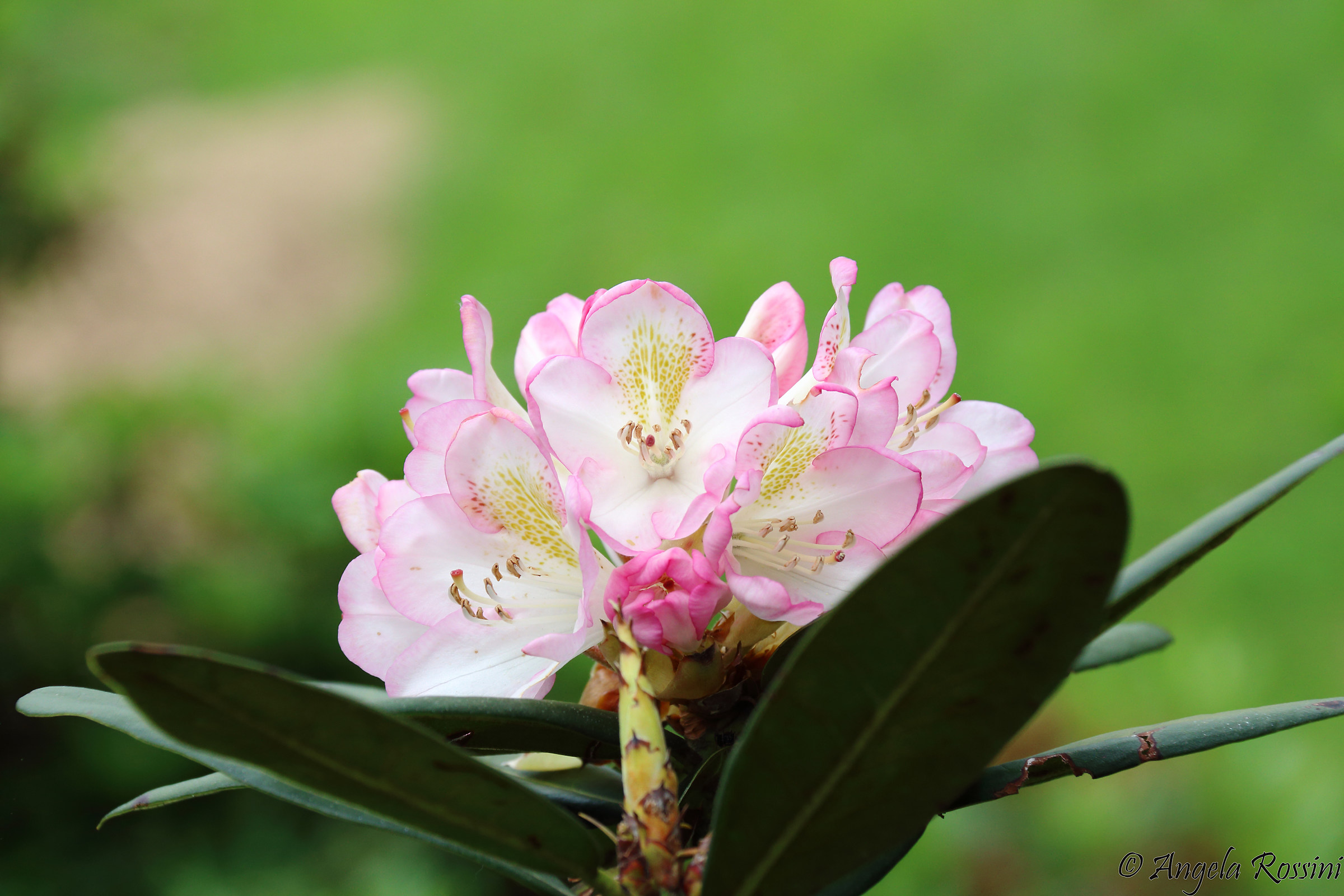 Rhododendron in bloom