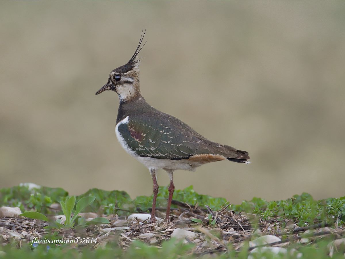 Lapwing
