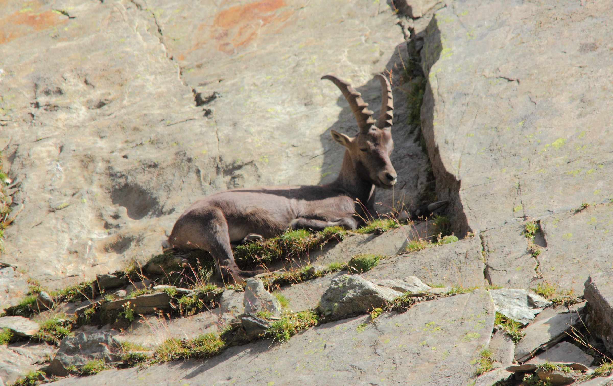 Il mio primo stambecco