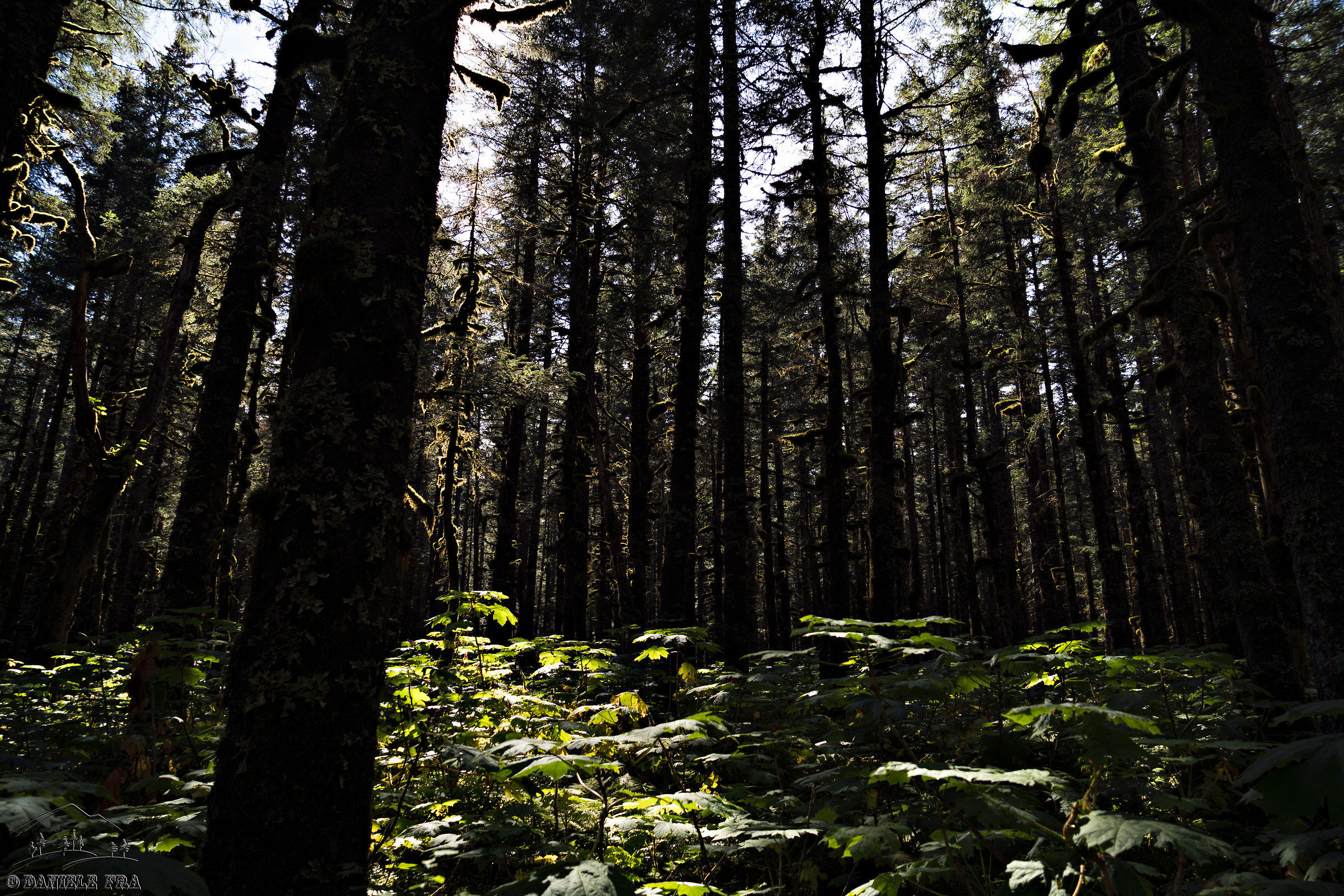 Woods near the Saddlebag Lake