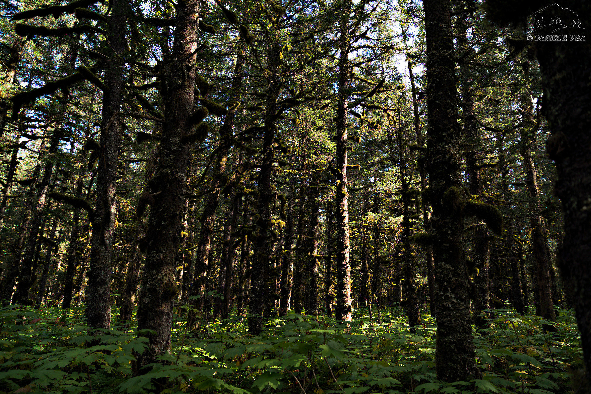 Woods near the Saddlebag Lake