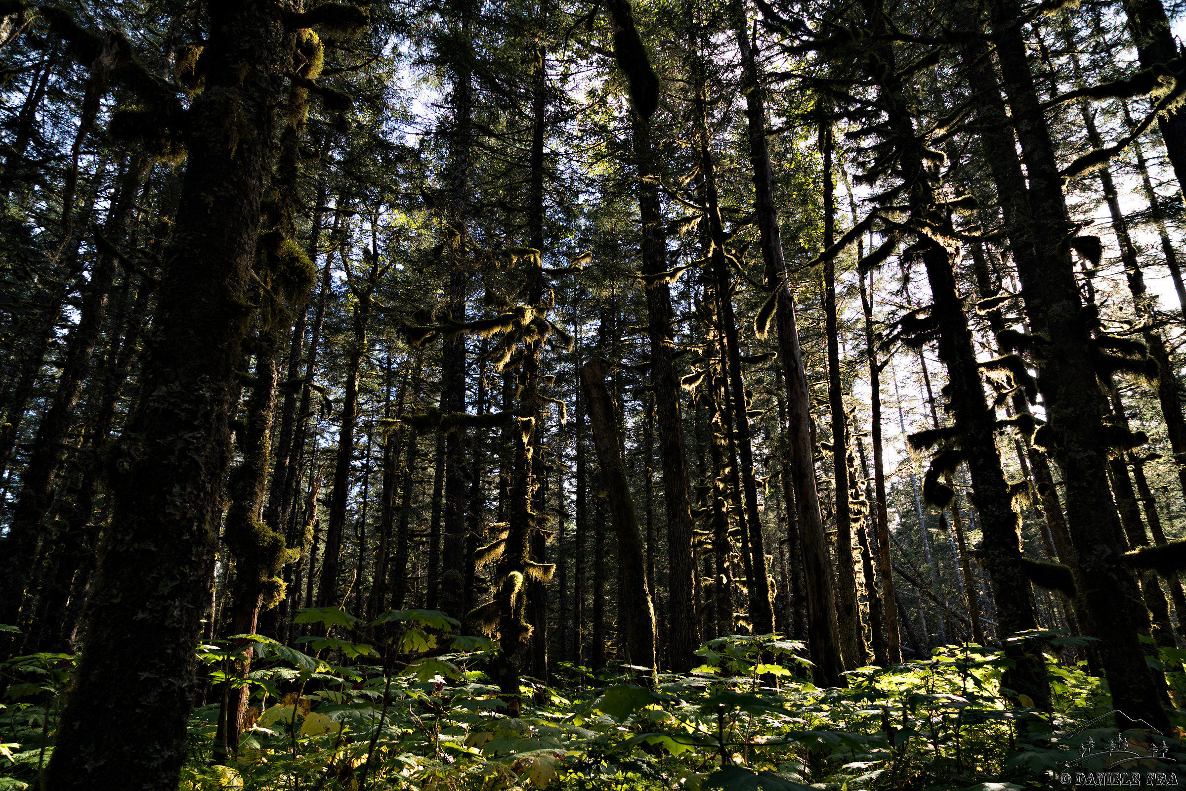 Woods near the Saddlebag Lake