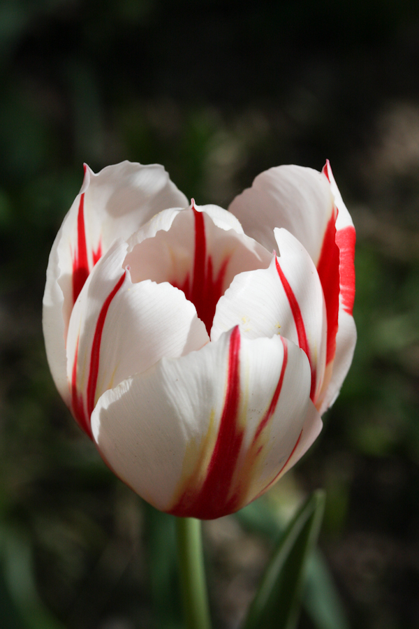 Tulip