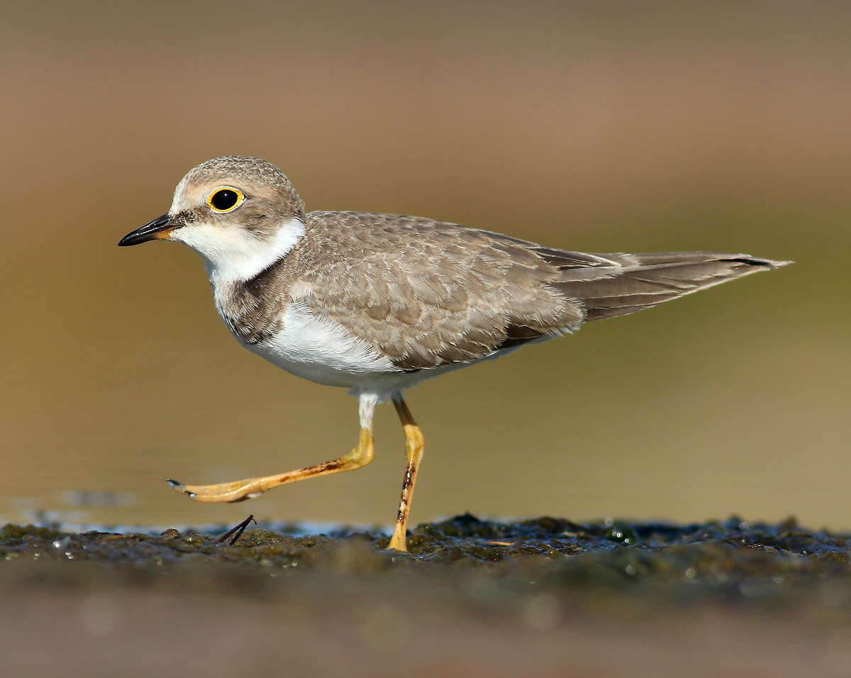Il passo del corriere piccolo (juv.)