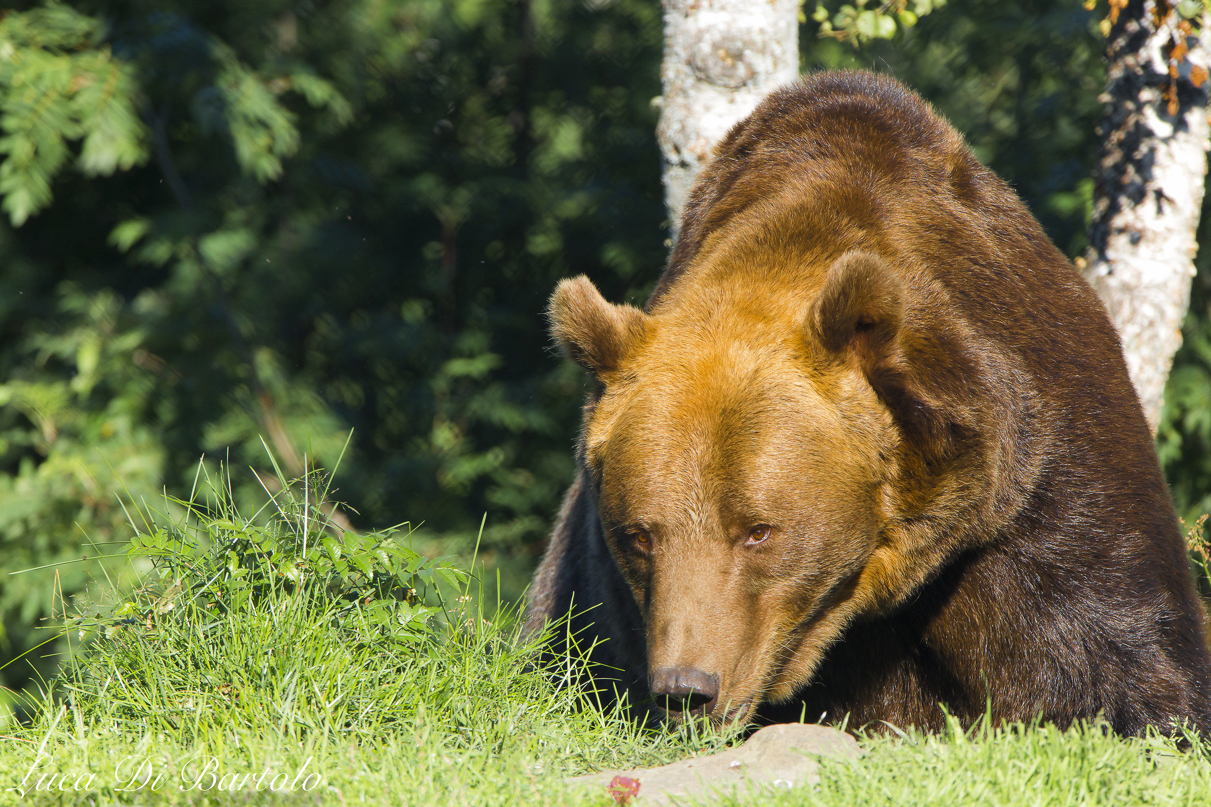 Bear in reserve (Norway)