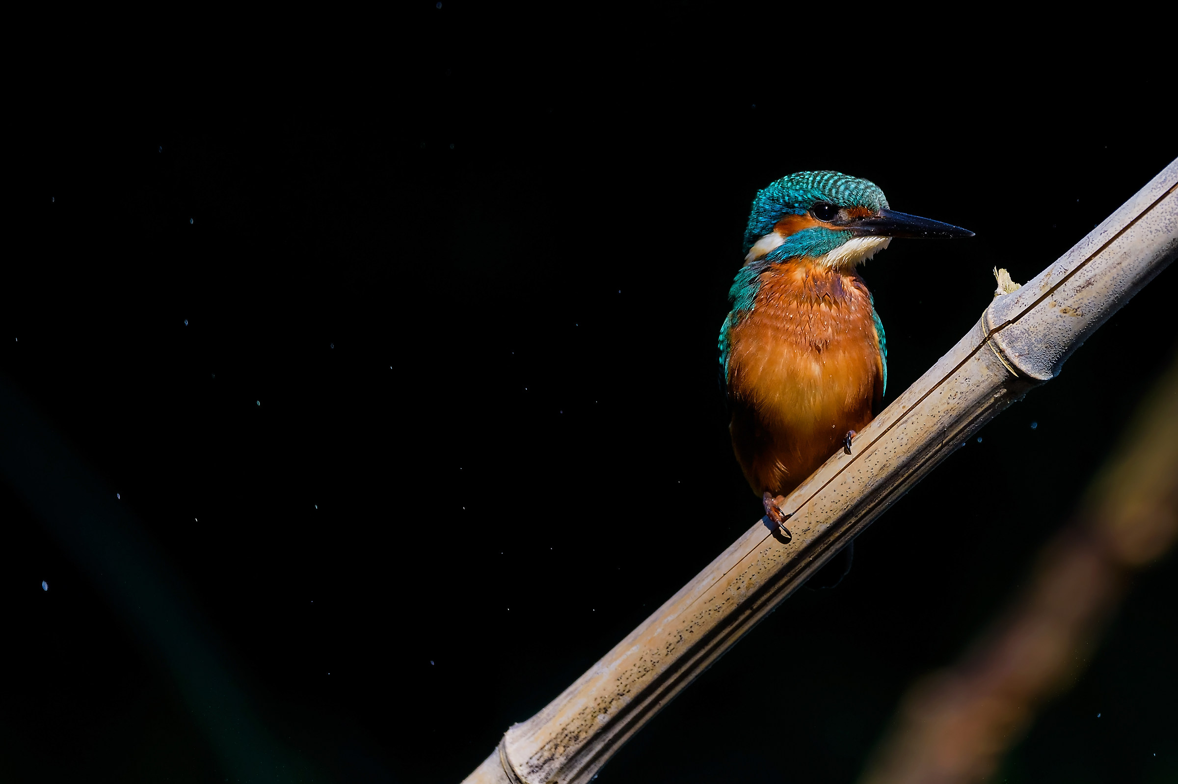 To me the only ray sun after the bath !!!!