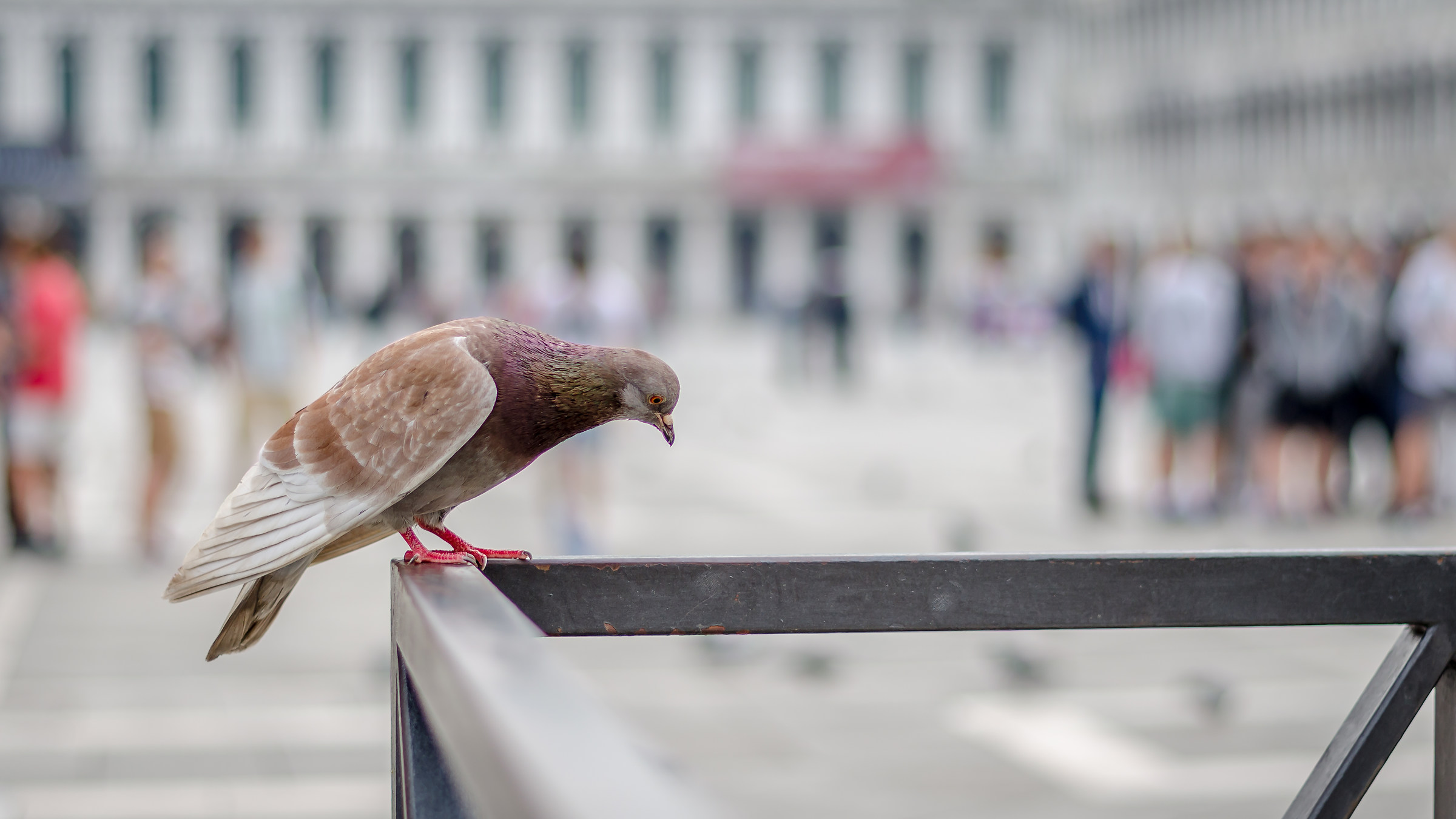 Lonely Pigeon at San Marco