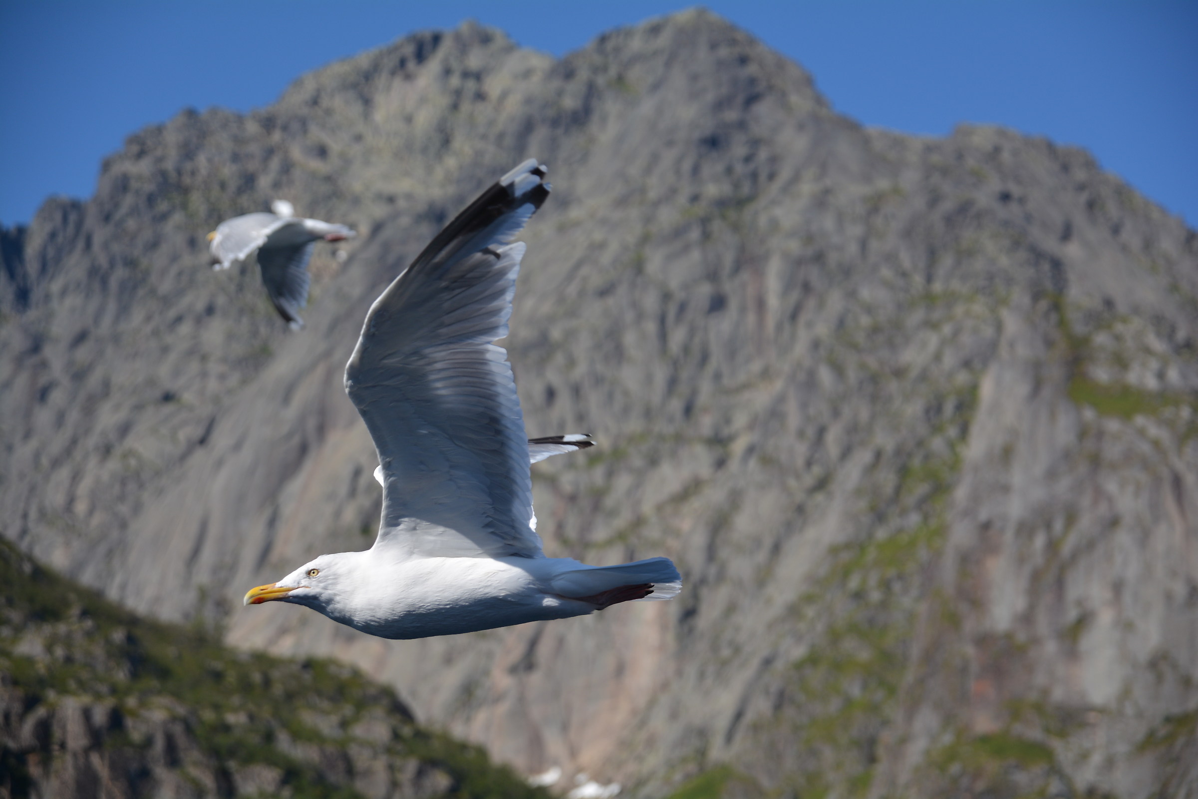 gabbiano isole lofoten