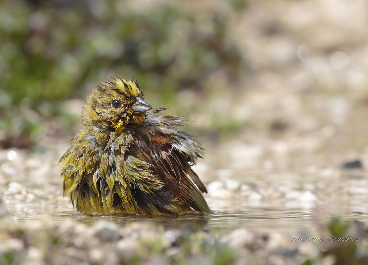 Zicolo yellow (Emberiza citrinella)