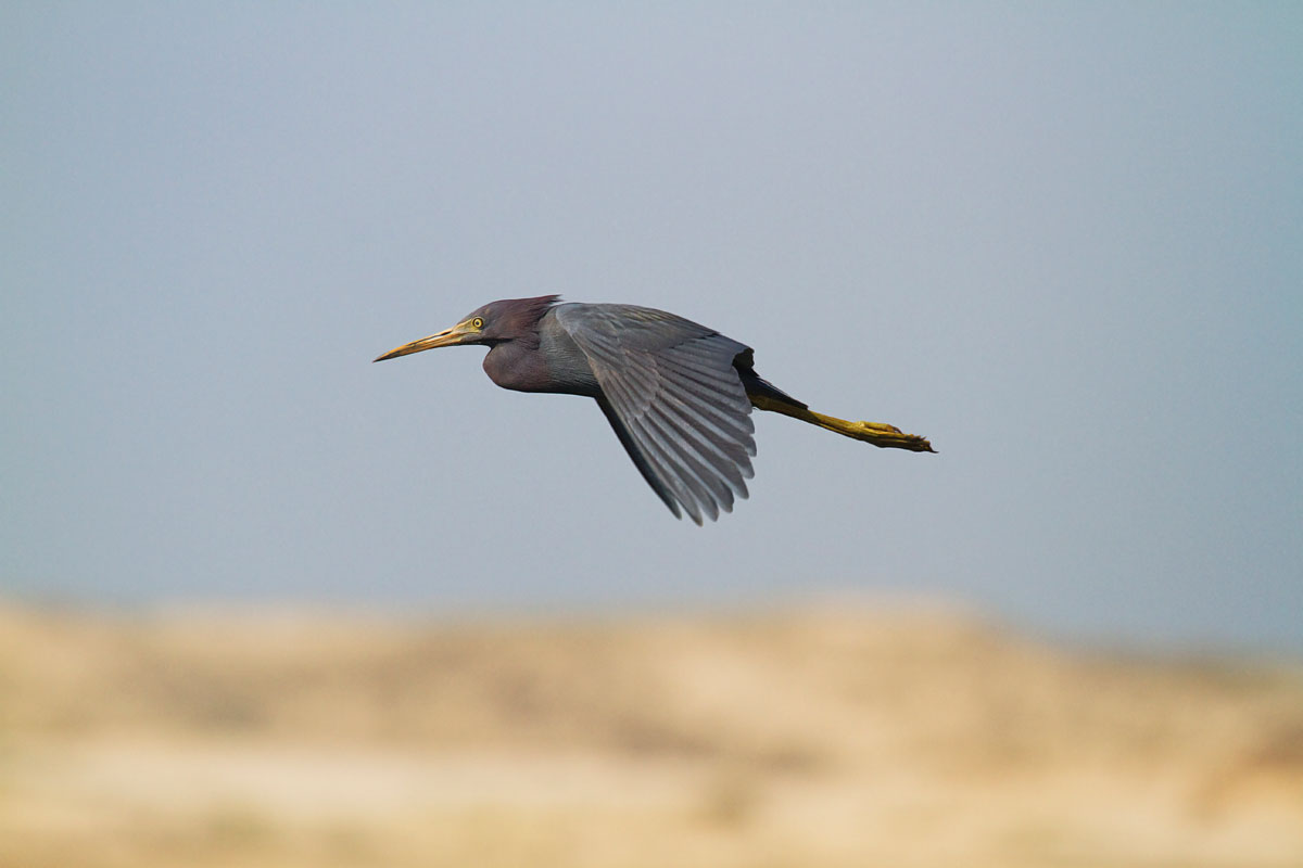 little blue heron blue heron-less