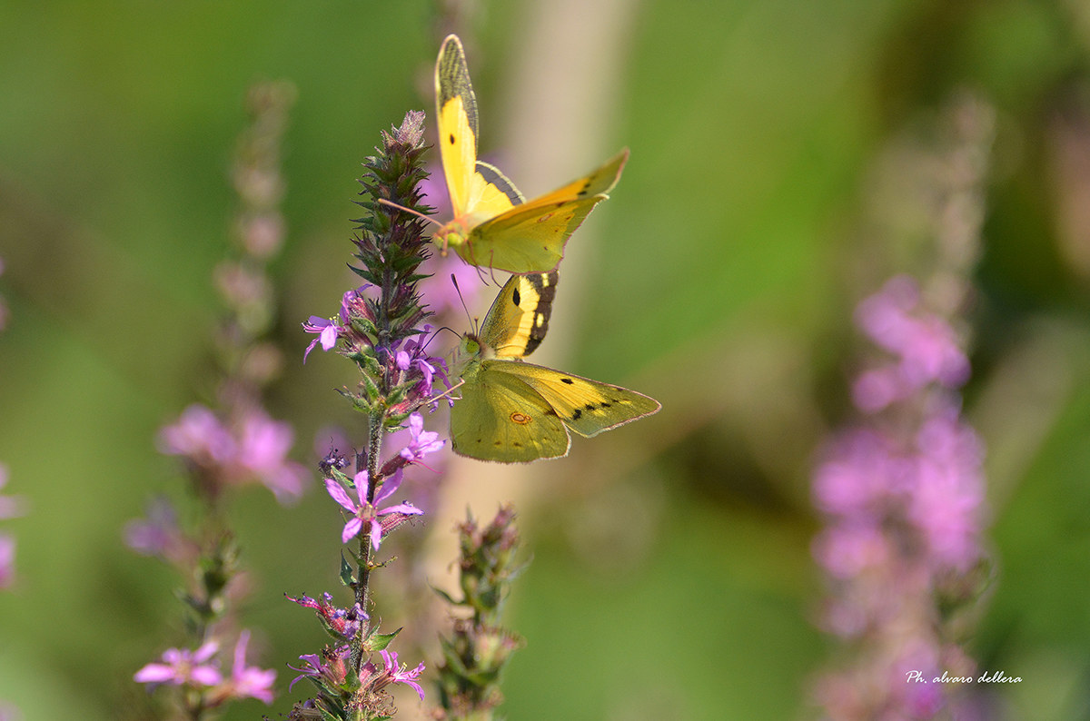 tavolozza di colias croceus