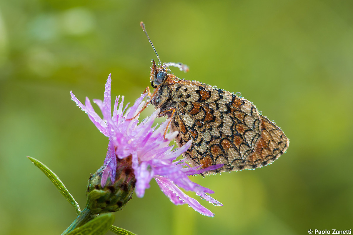 Melitaea phoebe