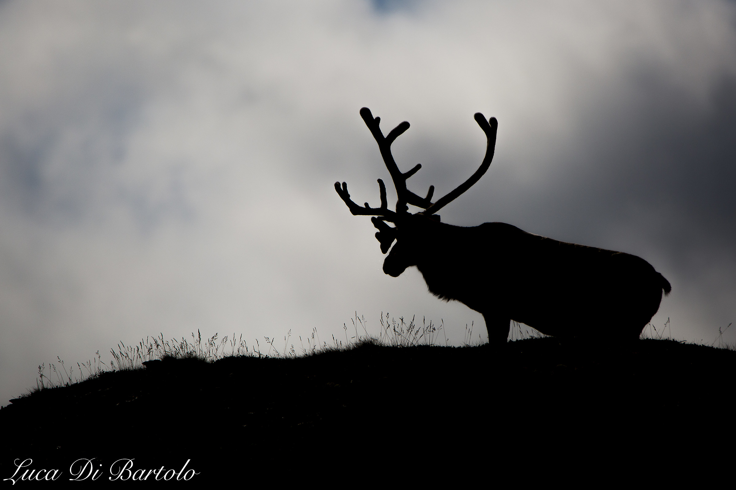 Reindeer (North Cape Norway)