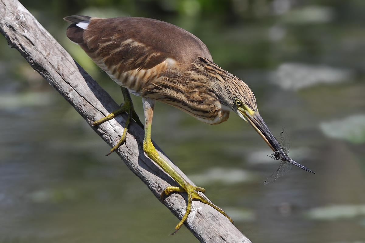 Squacco with black dragonfly