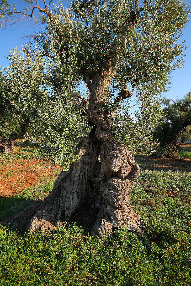 The symbol of Puglia