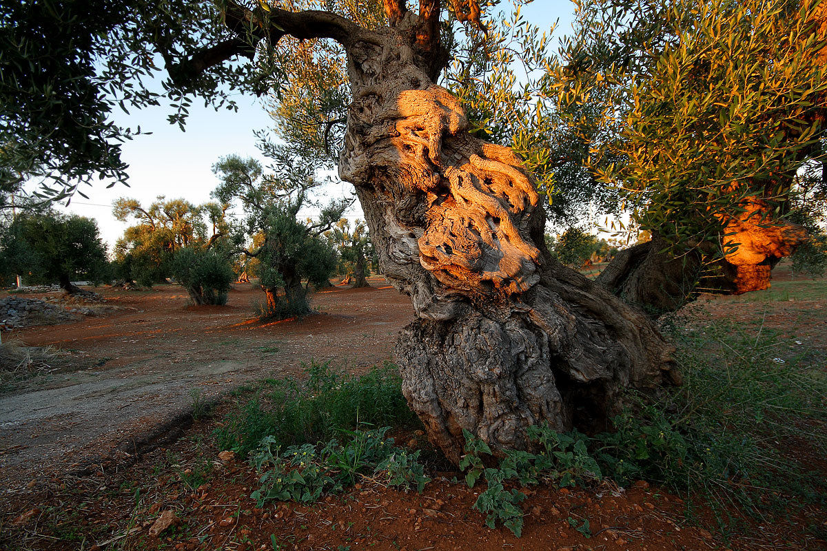 The symbol of Puglia