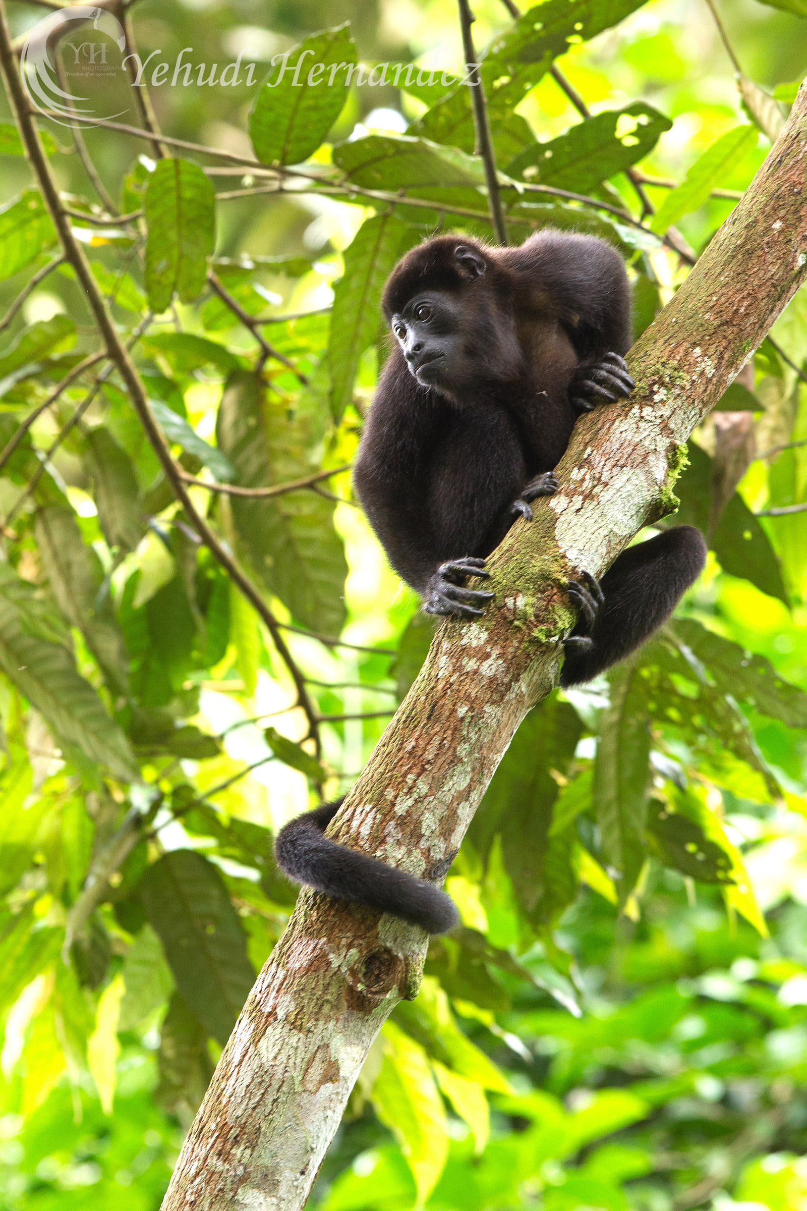 Howler Monkey
