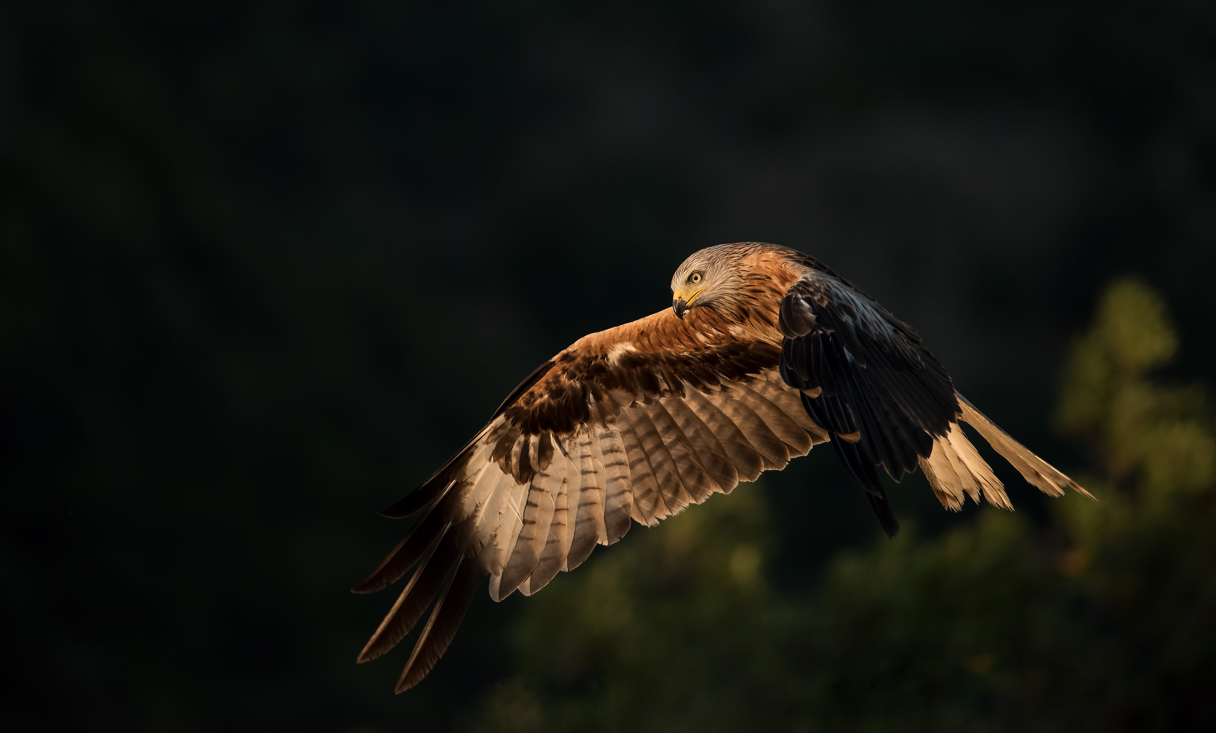 Ali al tramonto. Nibbio reale.