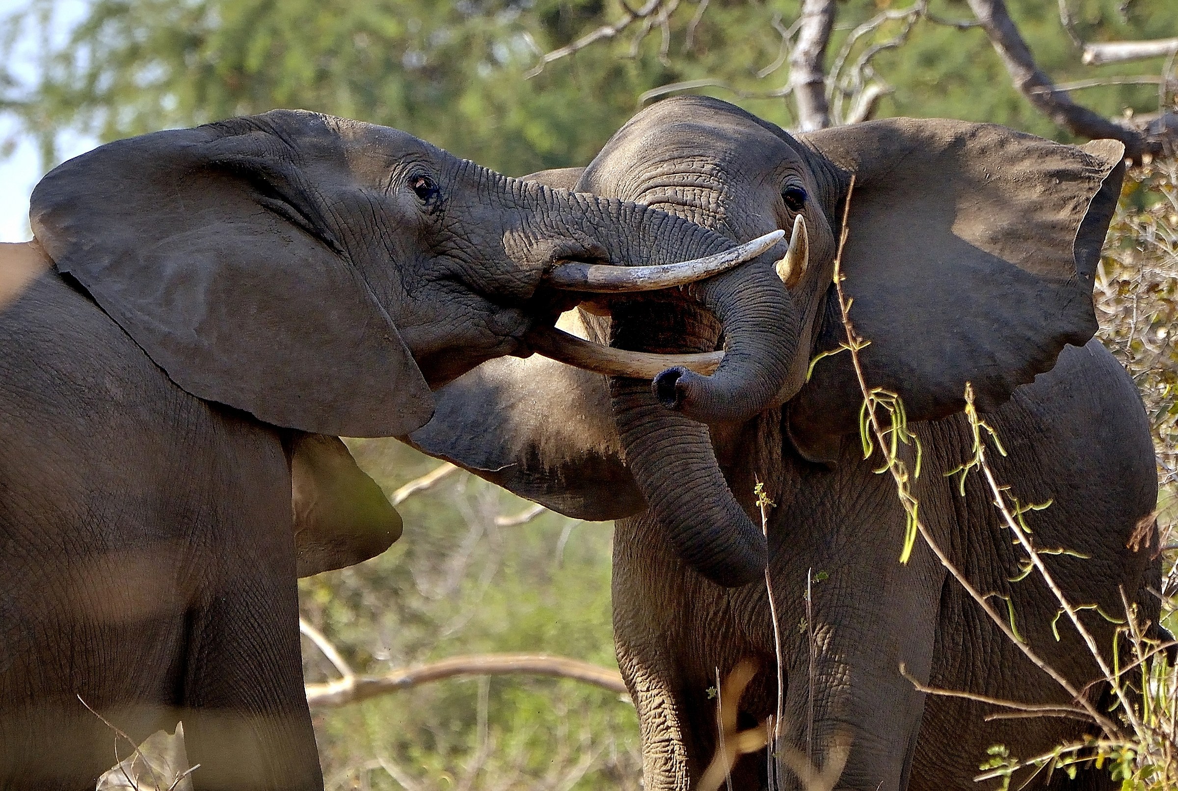 Zambia 2015 -  Confronti ravvicinati