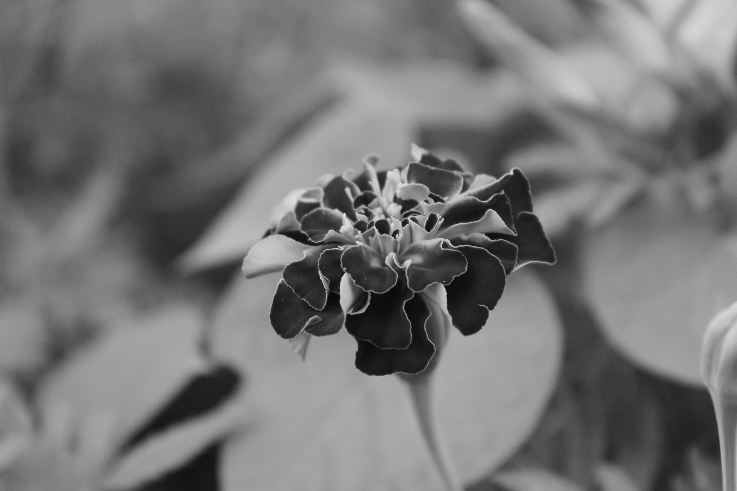 black&white flowers