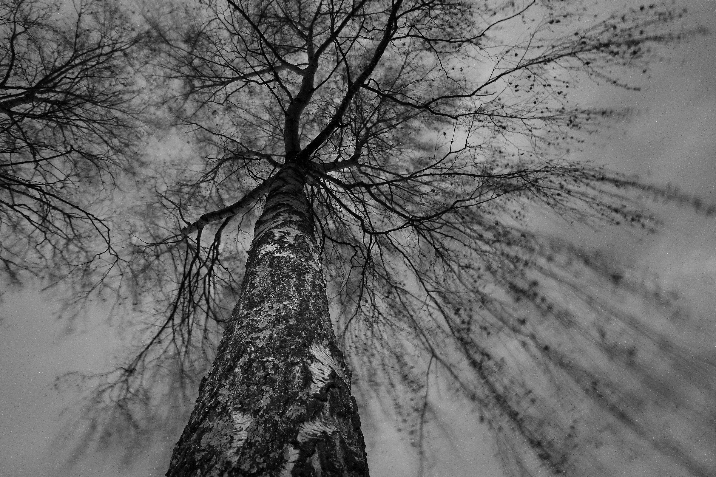 alberi -che si muovono-