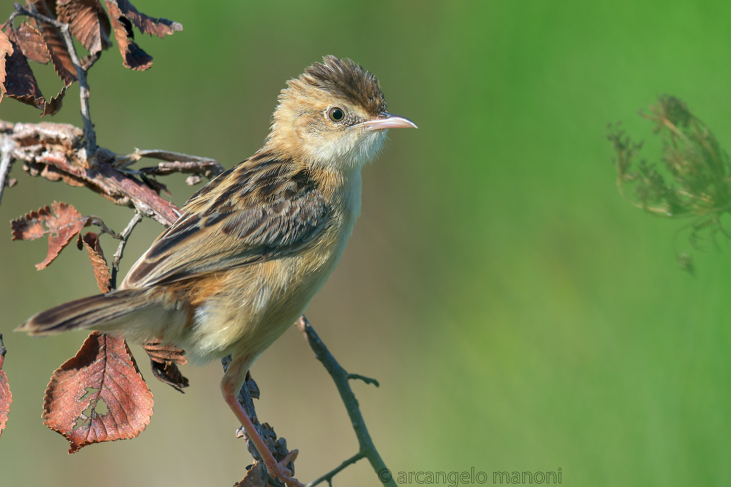 The adult beccamoschino