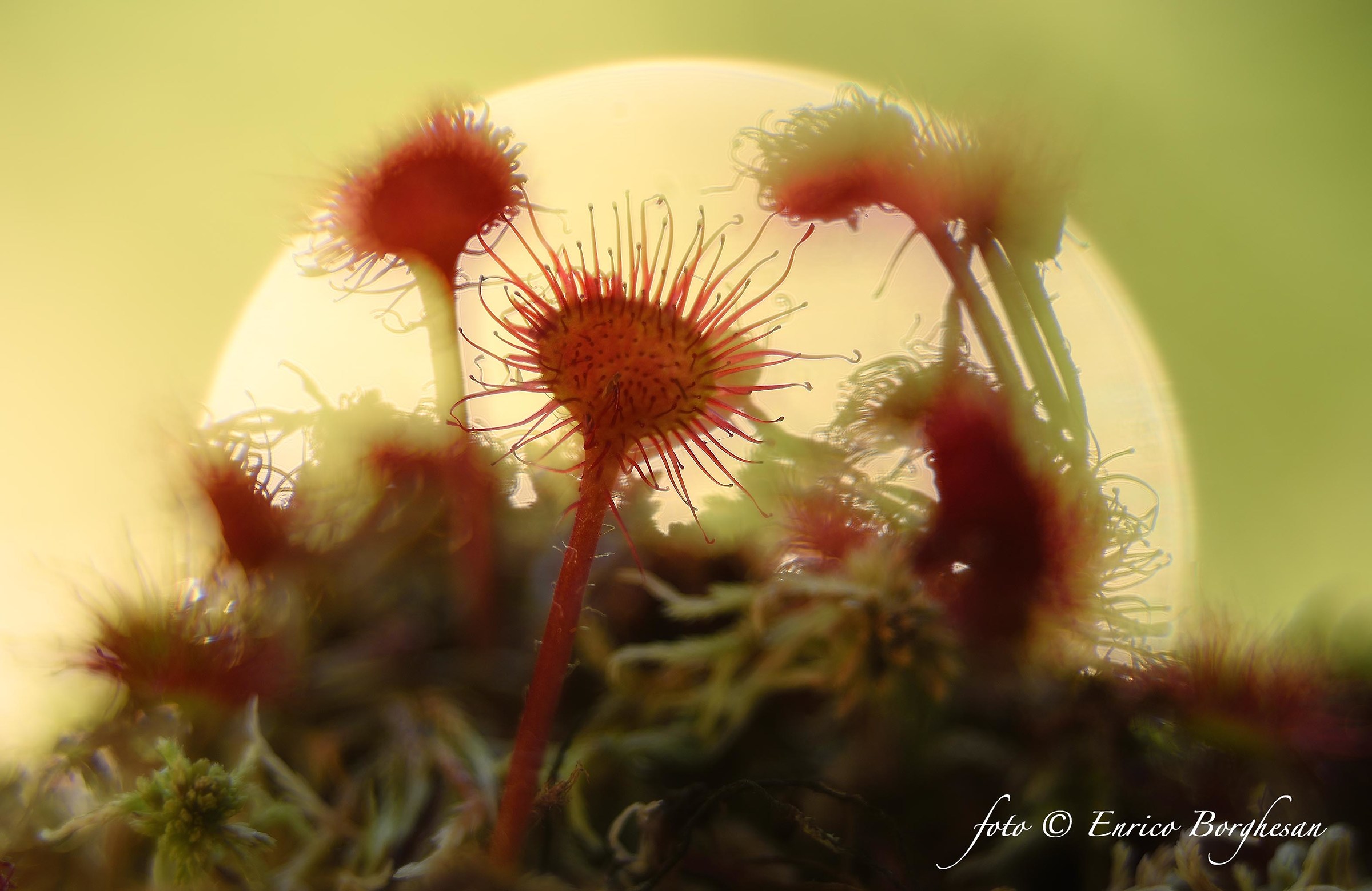 Drosera