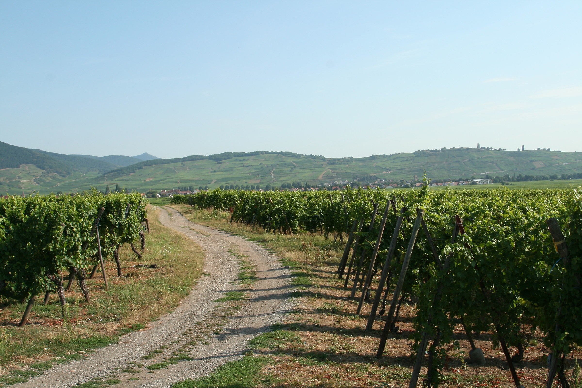 le strade del vino... Alsazia