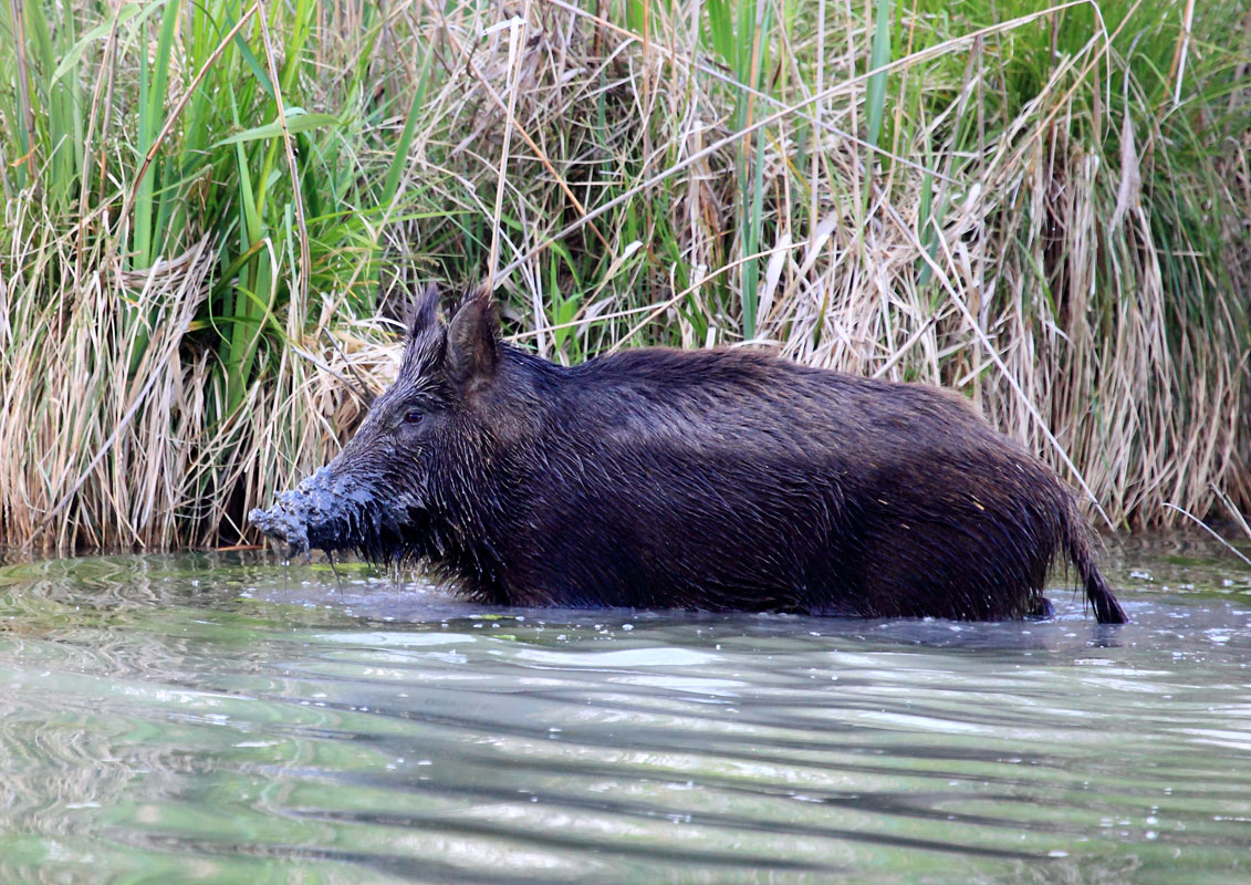 Wild boar grazing in water