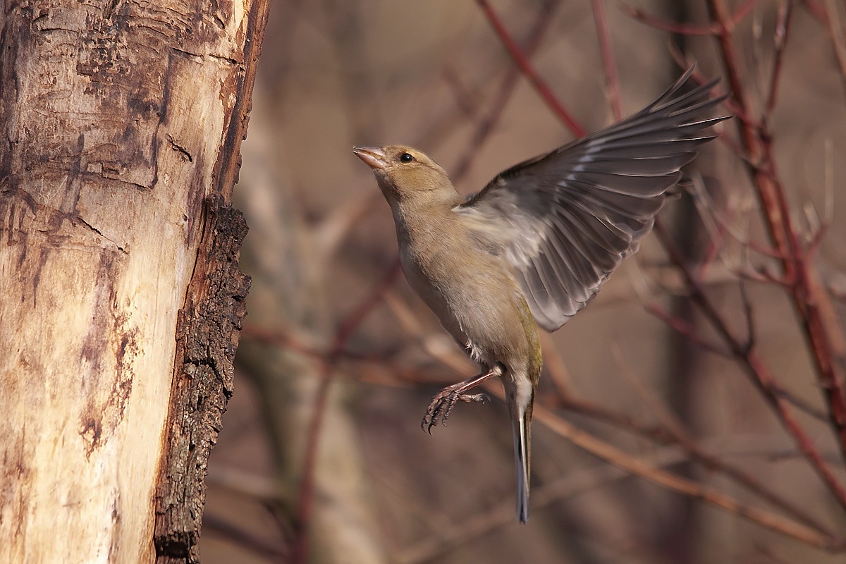 Chaffinch in the Holy Spirit ...