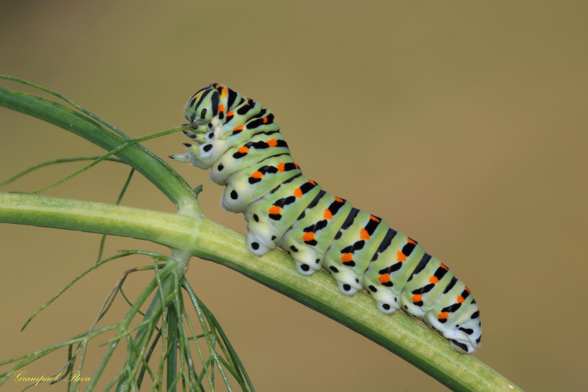 bruco di Papilio Machaon 1