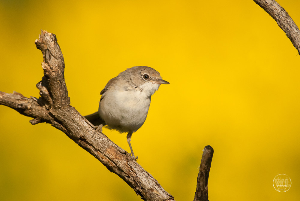 Sterpazzolina / Il sterpazzolina (cantillans Sylvia)