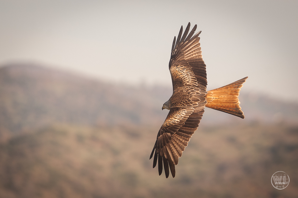 NibbioReale / Red-Kite (Milvus Milvus)