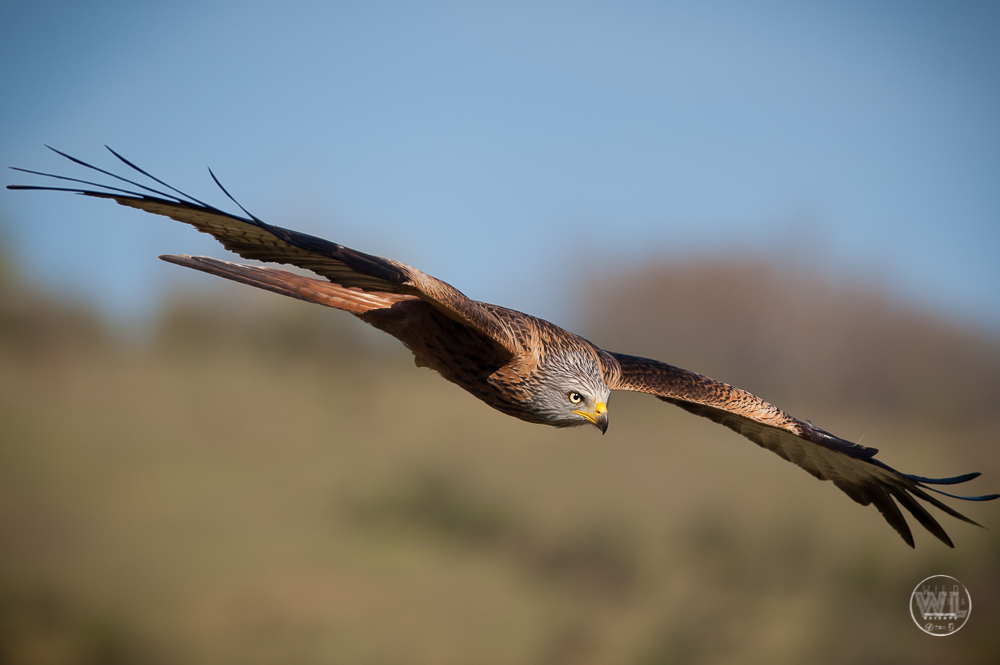 NibbioReale / Red-Kite (Milvus Milvus)